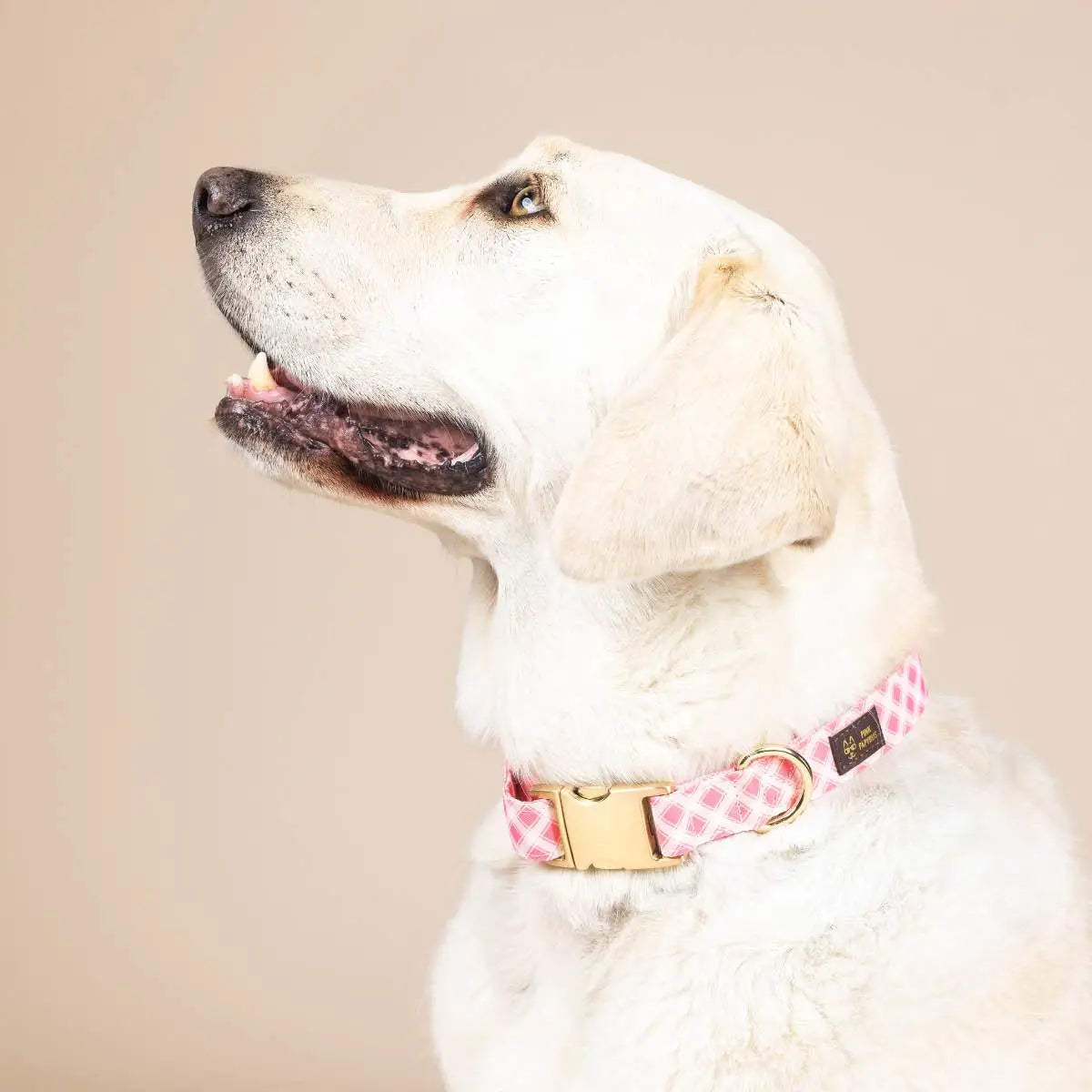 Sutton Gingham Pink Dog Collar - Main View - Pink Papyrus