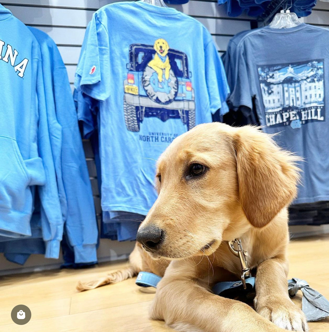 Carolina Blue UNC Dog T-Shirt with Golden Retriever in Jeep