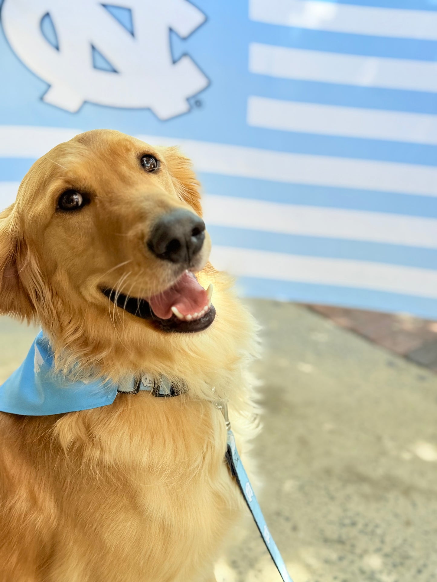 Carolina Blue UNC Dog Leash by Moonshine