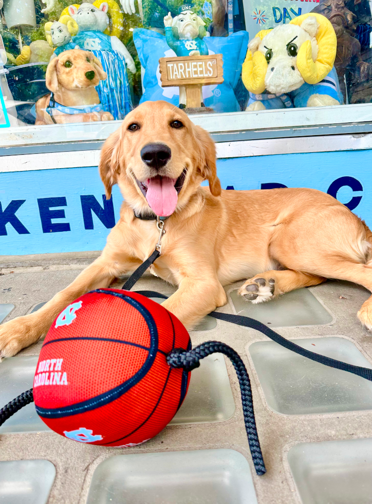 North Carolina Tar Heels Basketball Tug Toy