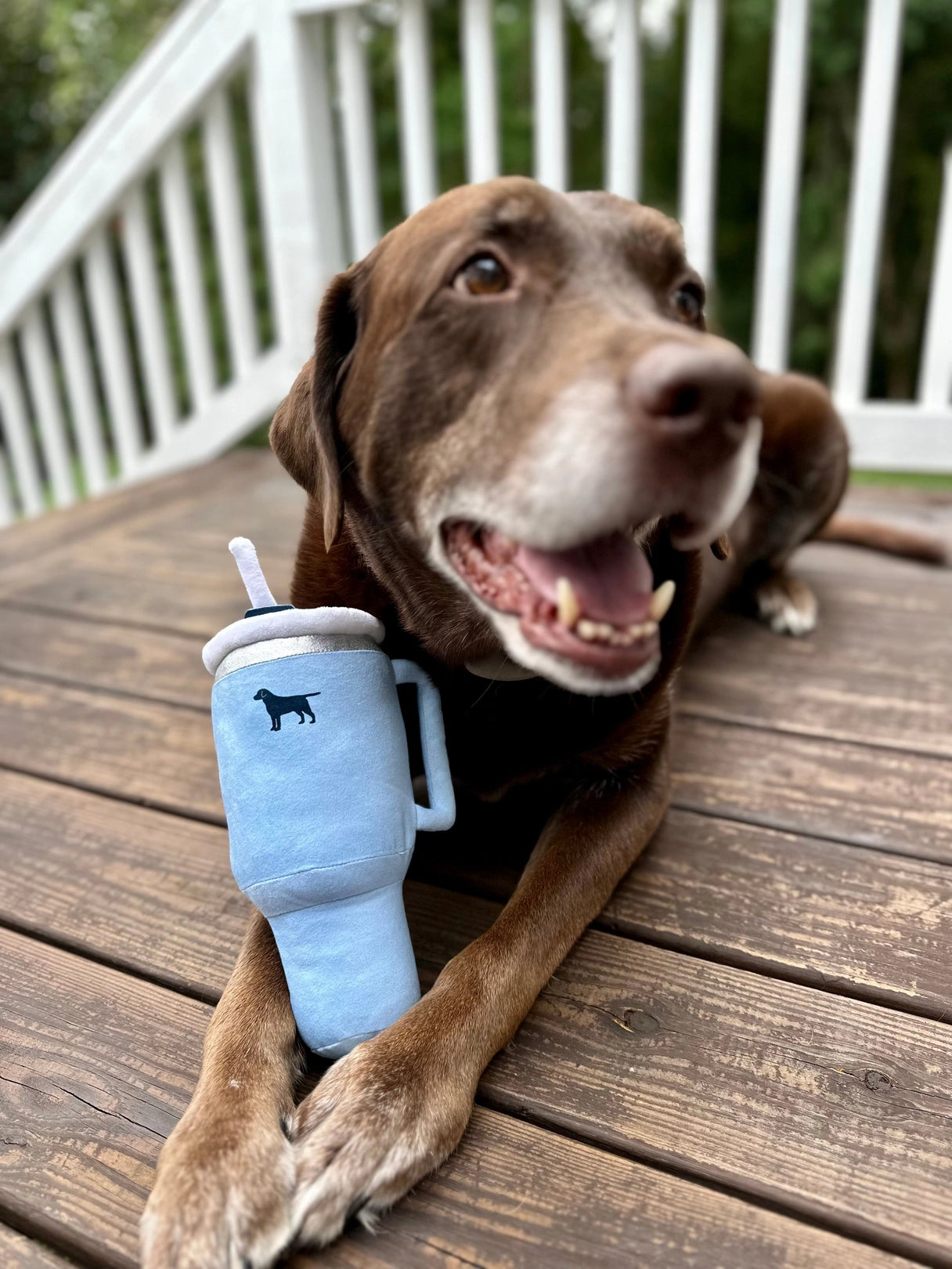 Carolina Blue Plush Stanley Dog Toy