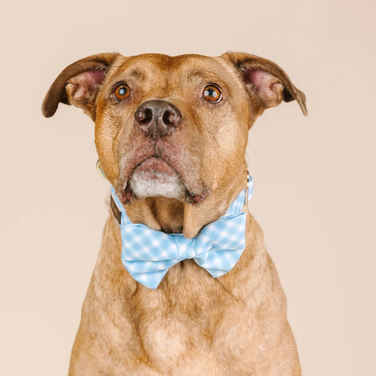 Carolina Blue Gingham Dog Bowtie Adjustable