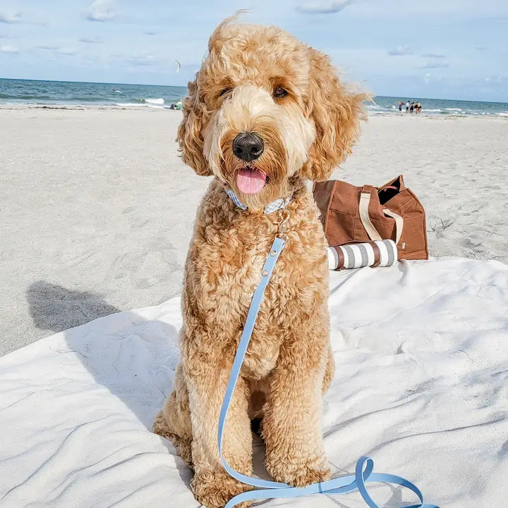 Malibu Blue Dog Leash