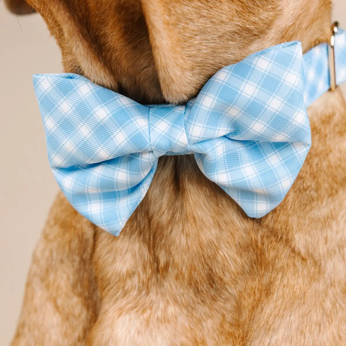 Carolina Blue Gingham Dog Bowtie Adjustable
