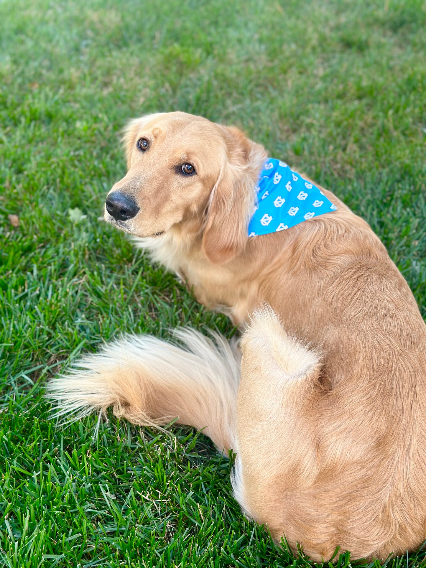 UNC Tar Heels Carolina Blue Pet Collar Bandana