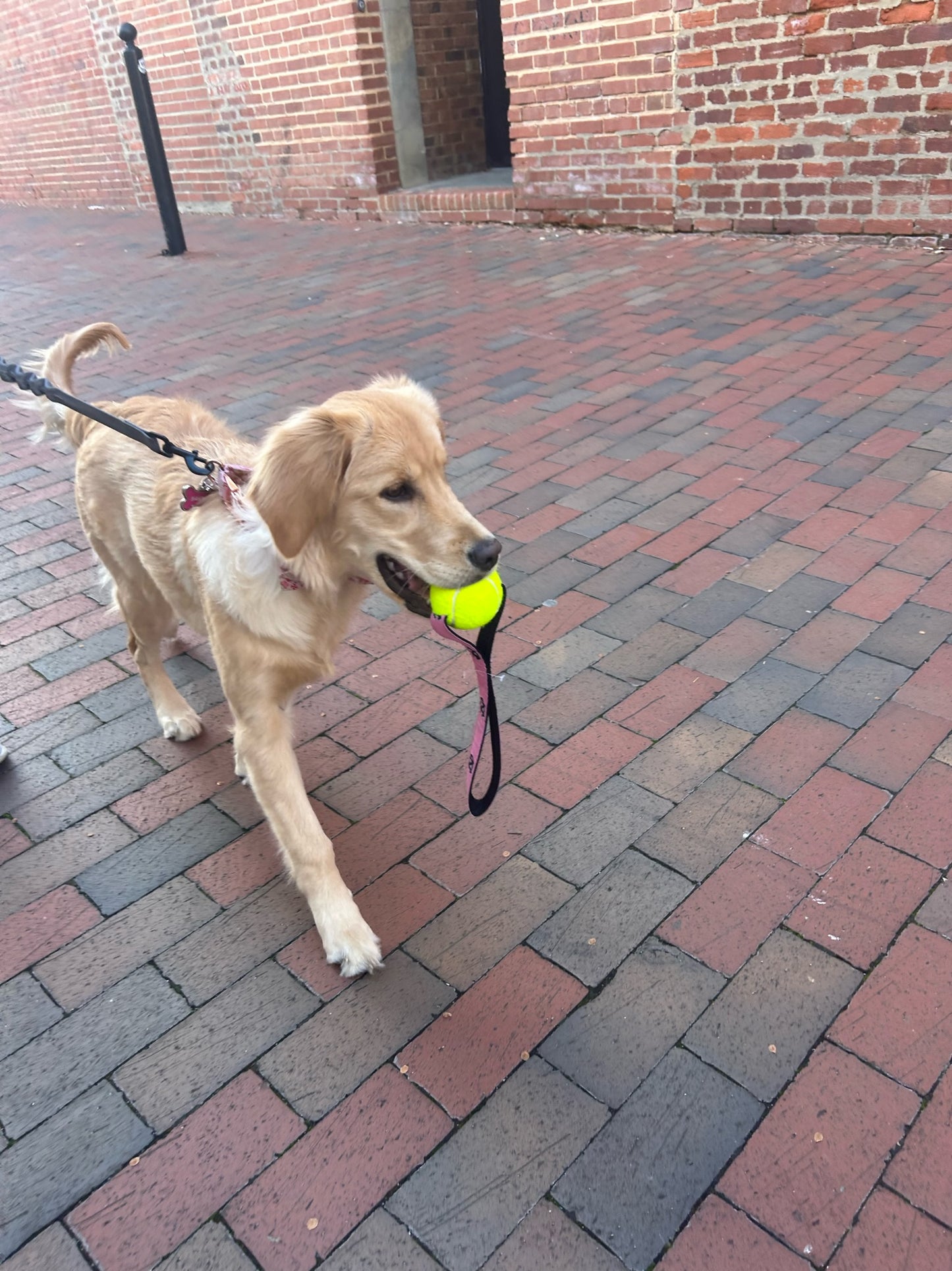 UNC Pink Dog Toy - Tennis Ball with Strap