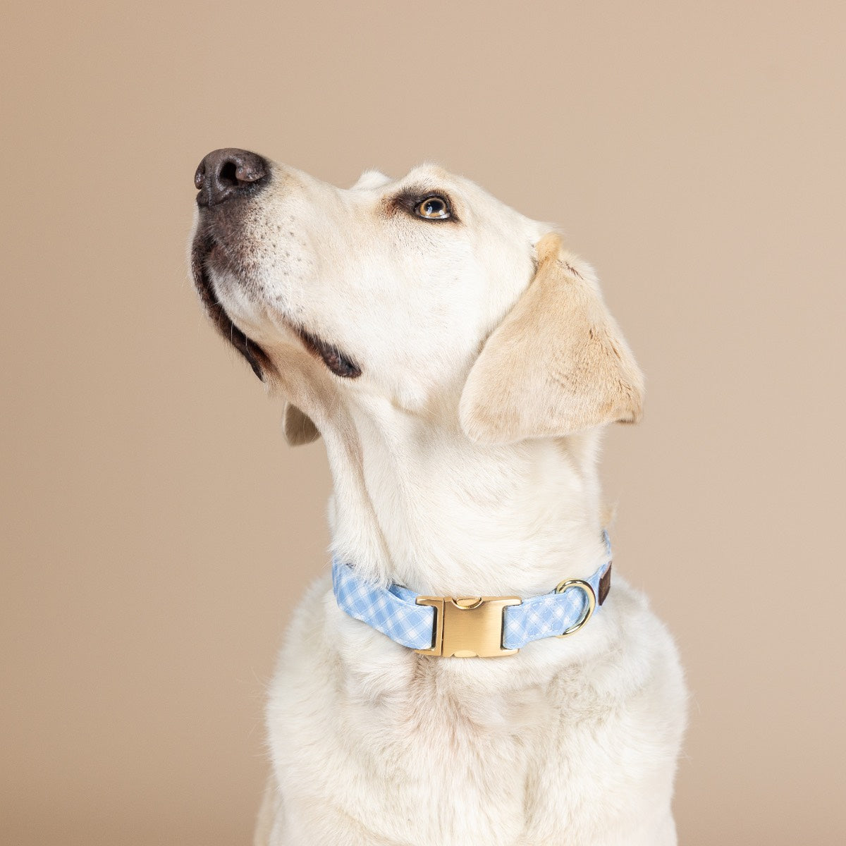 Carolina Blue Gingham Dog Collar