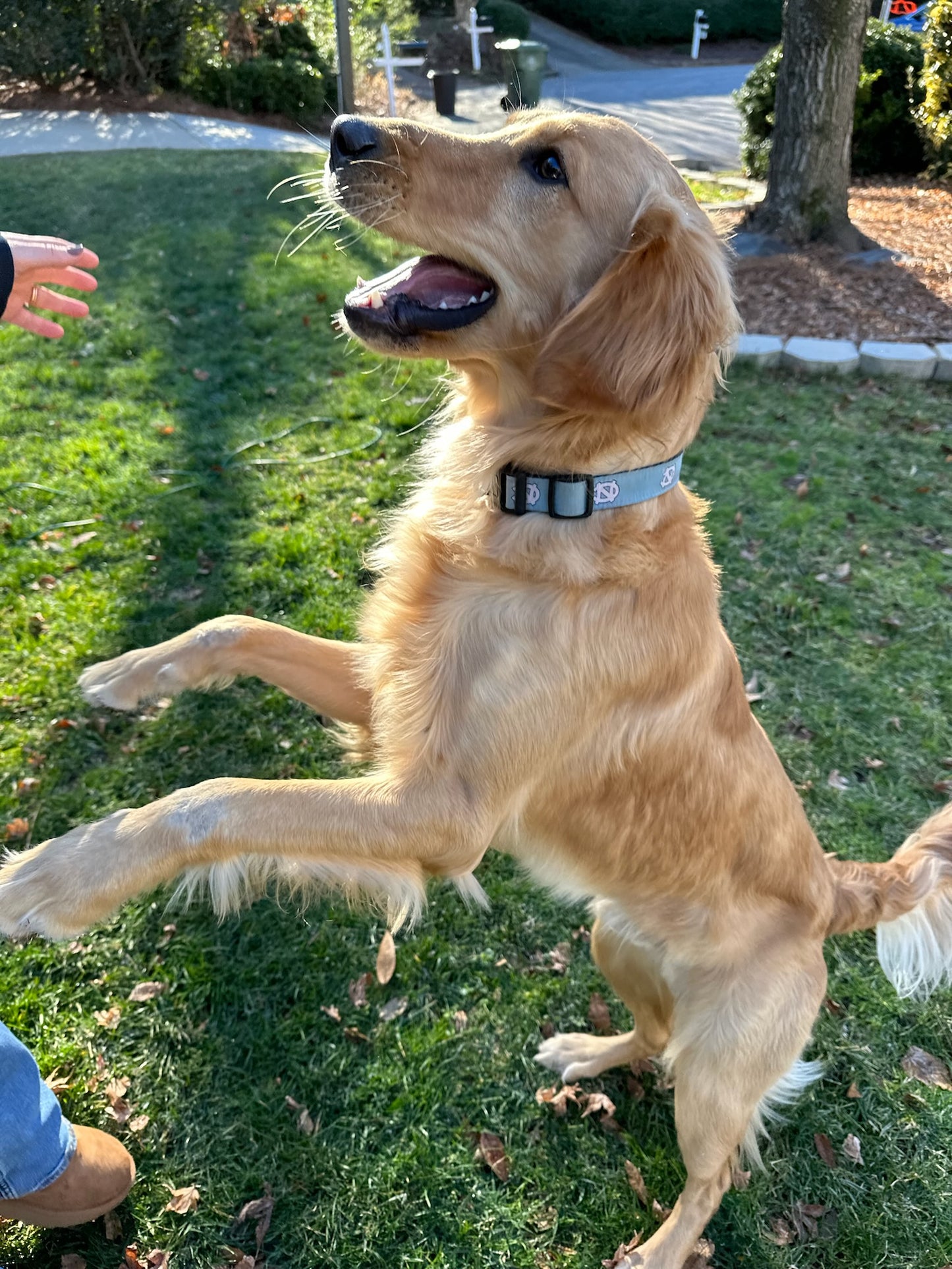 UNC Dog Collar in Carolina Blue