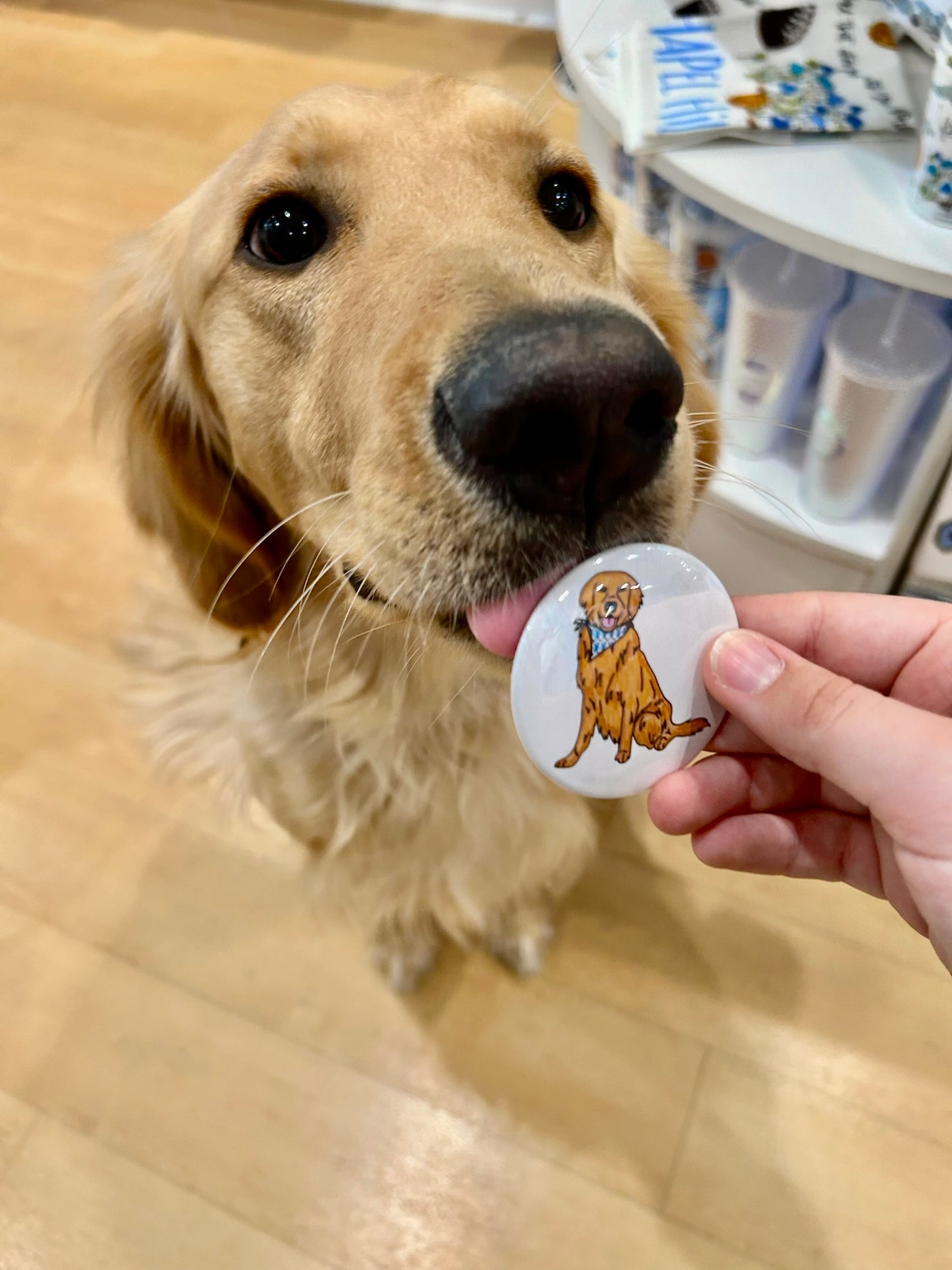 Golden Retriever in Carolina Blue Argyle Bandana Button Pin by SHB