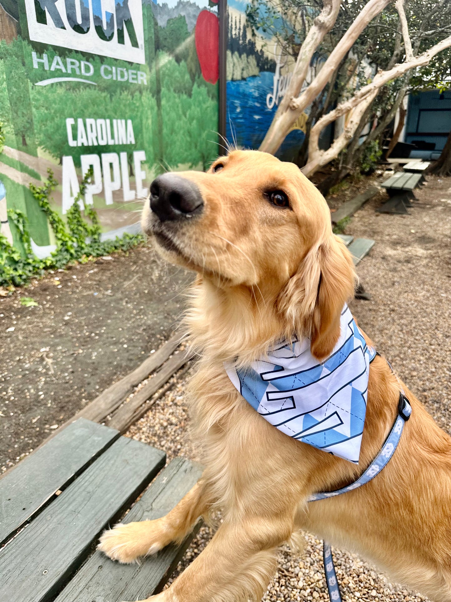 Good Day To Be A Tar Heel Argyle Bandana