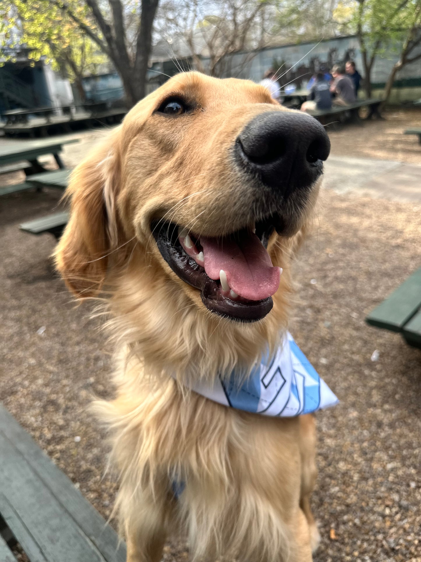 Good Day To Be A Tar Heel Argyle Bandana