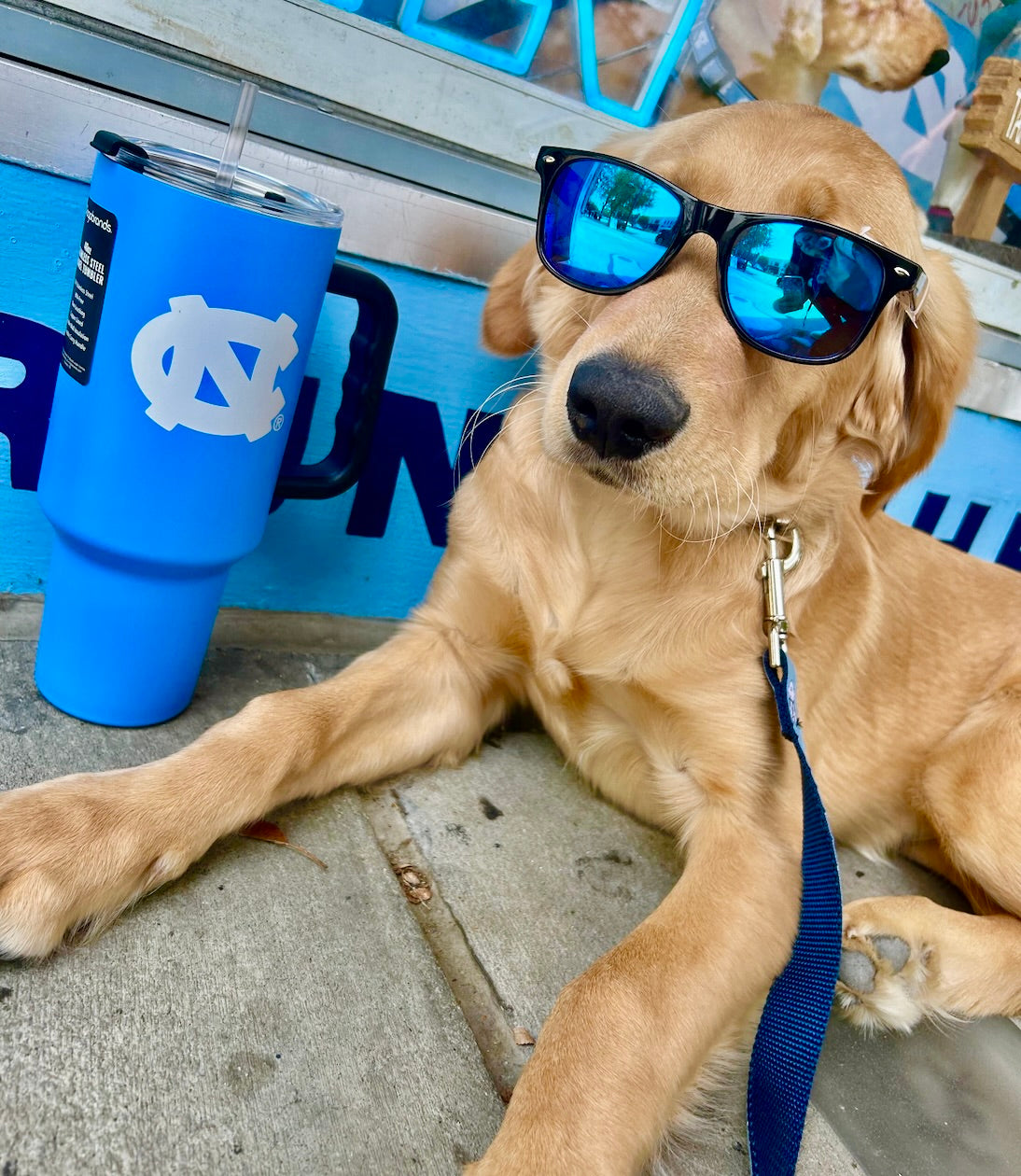 UNC Tar Heels Sunglasses in Black