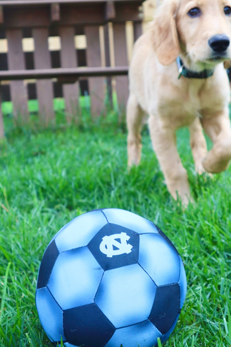 North Carolina Tar Heels Soccer Ball Toy