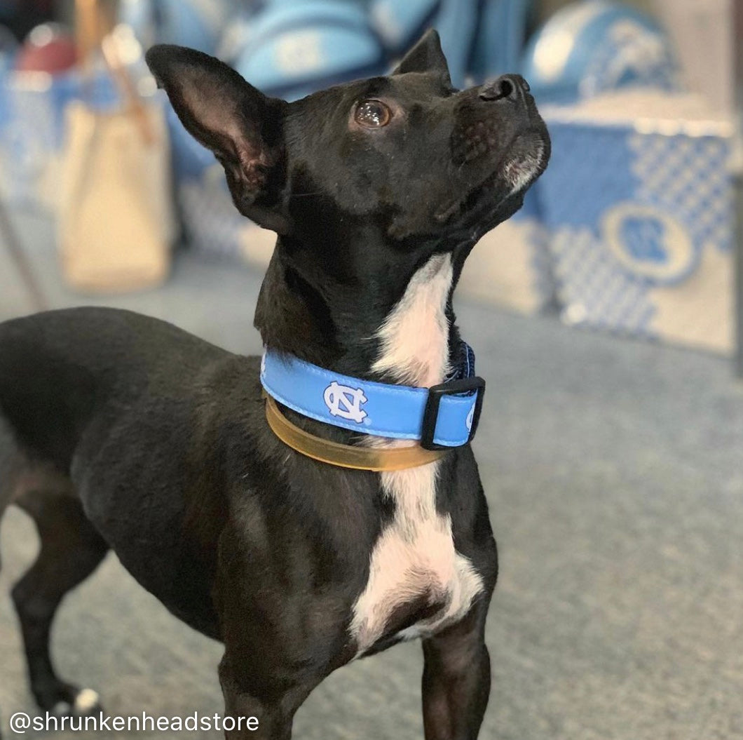 UNC Dog Collar in Carolina Blue – Shrunken Head