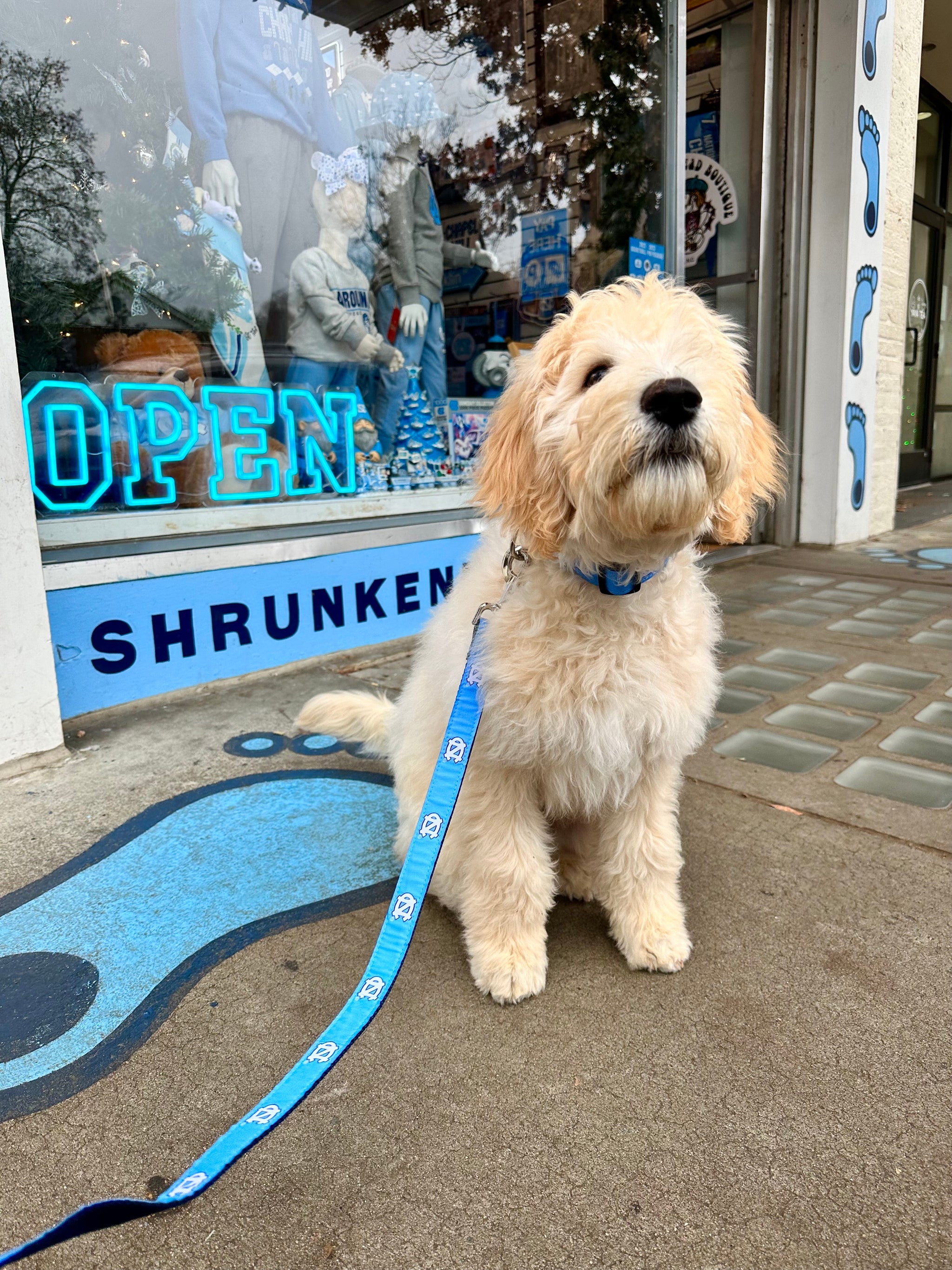 UNC Dog Collar in Carolina Blue Shrunken Head