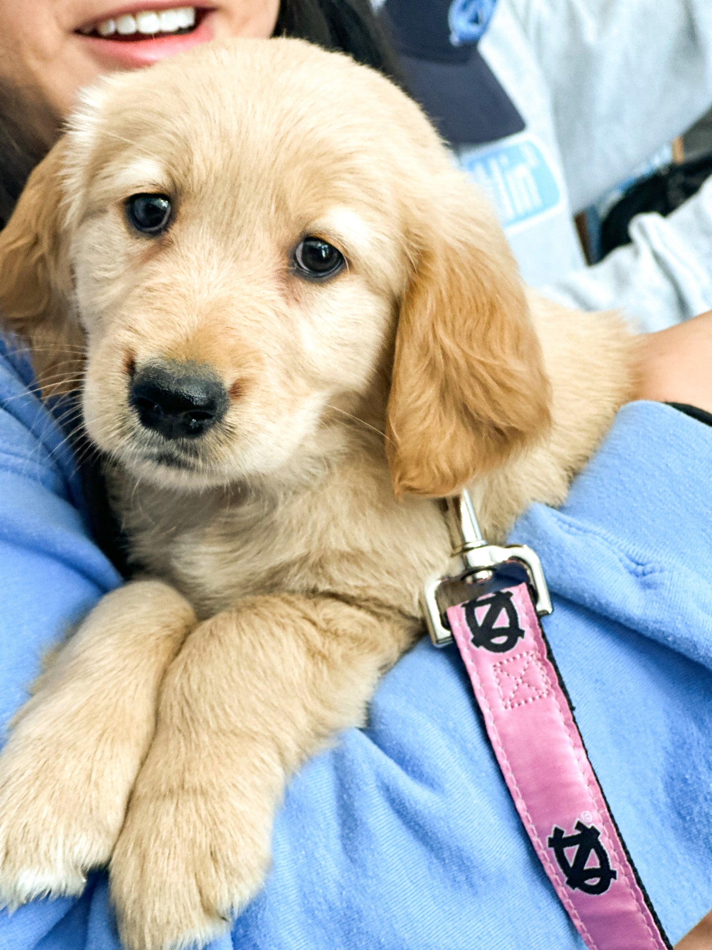 UNC Dog Collar in Pink with North Carolina Logos