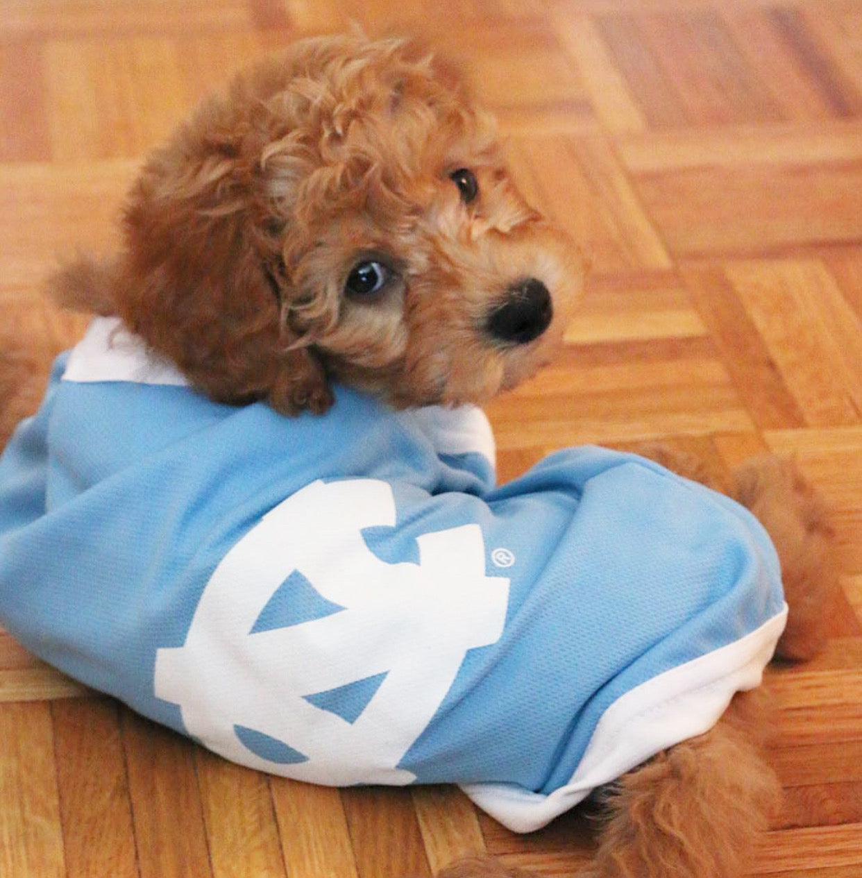 Orders unc dog basketball jersey