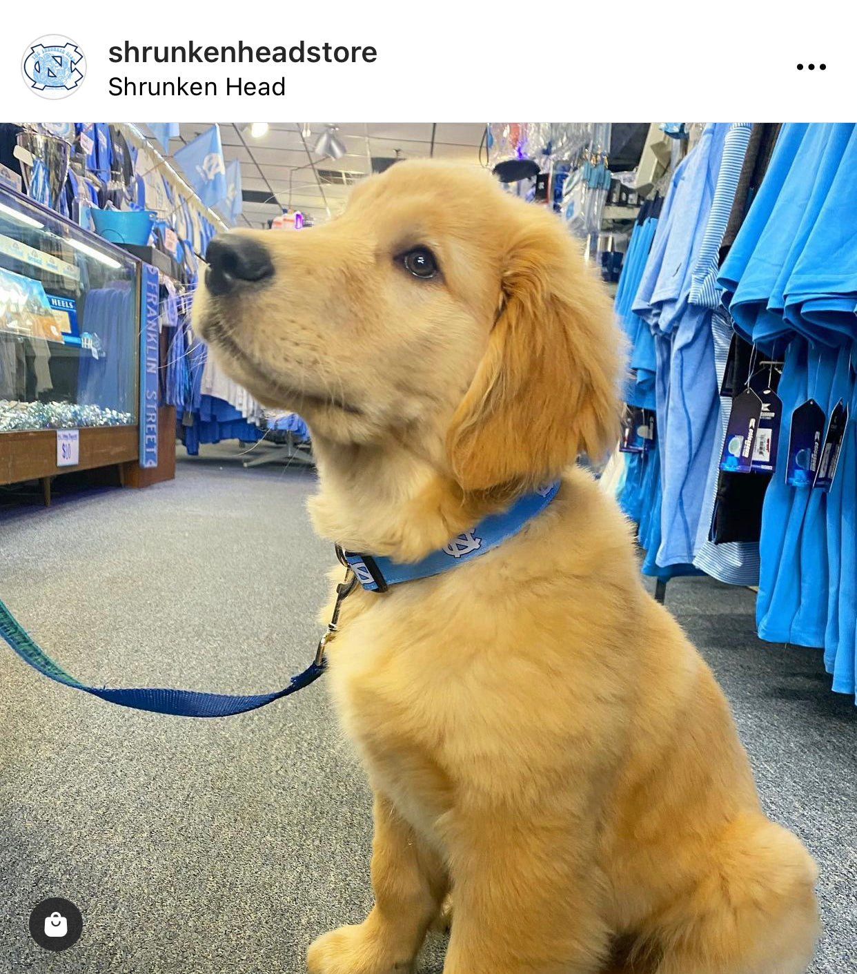 UNC Dog Collar in Carolina Blue
